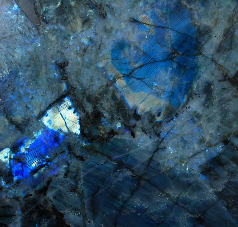 Lemurian supreme